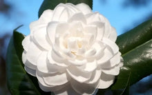 Load image into Gallery viewer, Seafoam~~Camellia Japonica Live Starter Plant-Highly Variable Blooms!
