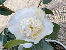 Load image into Gallery viewer, Shiro Chan~~Camellia Japonica--Live STARTER Plant--VERY UNIQUE COLOR
