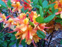 Load image into Gallery viewer, Tallulah Sunrise  Deciduous Azalea/Rhododendron Rooted “SMALL“ Starter Plant
