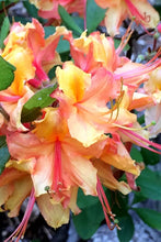 Load image into Gallery viewer, Tallulah Sunrise  Deciduous Azalea/Rhododendron Rooted “SMALL“ Starter Plant
