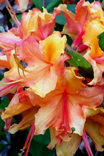 Load image into Gallery viewer, Tallulah Sunrise  Deciduous Azalea/Rhododendron Rooted “SMALL“ Starter Plant
