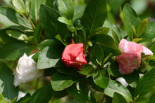 Load image into Gallery viewer, TAMA NO HADA  Azalea/Rhododendron Deciduous Starter Plant 3 COLORS AT ONCE!!!
