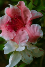 Load image into Gallery viewer, TAMA NO HADA  Azalea/Rhododendron Deciduous Starter Plant 3 COLORS AT ONCE!!!
