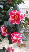 Load image into Gallery viewer, **TAMA NO URA**Unique Bloom**Camellia Japonica-Live Starter Plant -USA SELLER-
