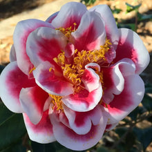 Load image into Gallery viewer, **TAMA NO URA**Unique Bloom**Camellia Japonica-Live Starter Plant -USA SELLER-
