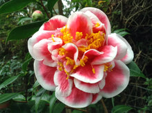 Load image into Gallery viewer, **TAMA NO URA**Unique Bloom**Camellia Japonica-Live Starter Plant -USA SELLER-
