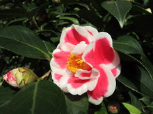Load image into Gallery viewer, **TAMA NO URA**Unique Bloom**Camellia Japonica-Live Starter Plant -USA SELLER-
