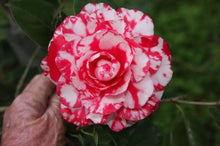 Load image into Gallery viewer, **TERRY GILLEY**Unique Bloom**Camellia Japonica-Live Starter Plant -USA SELLER
