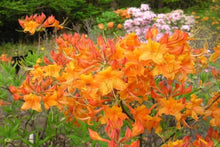 Load image into Gallery viewer, TIPSY TANGERINE   Aromi Azalea/Rhododendron Deciduous SMALL Starter Plant (DORMANT!)
