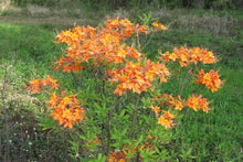 Load image into Gallery viewer, TIPSY TANGERINE   Aromi Azalea/Rhododendron Deciduous SMALL Starter Plant (DORMANT!)
