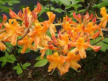 Load image into Gallery viewer, TIPSY TANGERINE   Aromi Azalea/Rhododendron Deciduous SMALL Starter Plant (DORMANT!)
