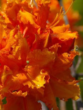 Load image into Gallery viewer, TOM DODD JR   Aromi Azalea Rhododendron Deciduous Starter Plant (MAY BE DORMANT)
