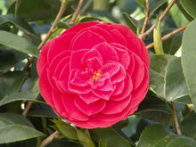 Load image into Gallery viewer, TOM KNUDSEN~~Unique Bloom**Camellia Japonica-Live Starter Plant
