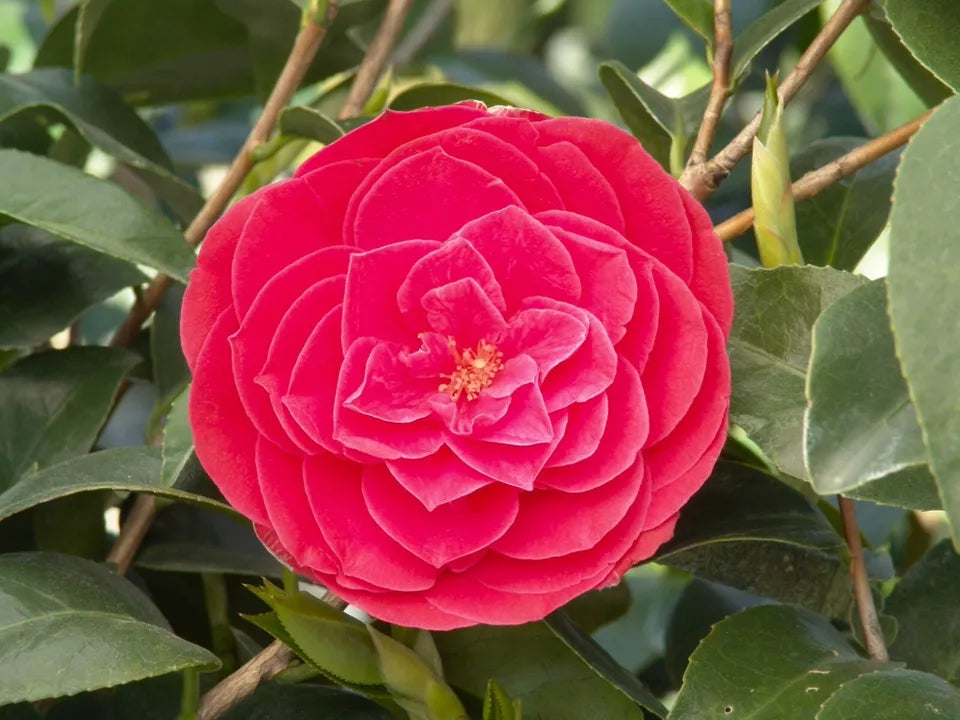 TOM KNUDSEN~~Unique Bloom**Camellia Japonica-Live Starter Plant
