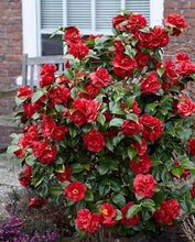 Load image into Gallery viewer, TOM KNUDSEN~~Unique Bloom**Camellia Japonica-Live Starter Plant

