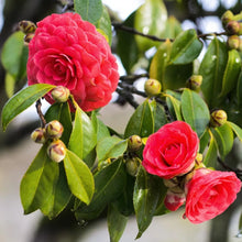 Load image into Gallery viewer, TOM KNUDSEN~~Unique Bloom**Camellia Japonica-Live Starter Plant
