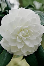 Load image into Gallery viewer, WHITE BY THE GATE~~Unique Bloom**Camellia Japonica-Live Starter Plant
