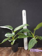 Load image into Gallery viewer, White Princess~Variegated Philodendron Small Rooted Starter Plant~EXTREMELY RARE
