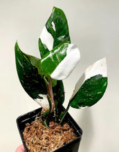 Load image into Gallery viewer, White Princess~Variegated Philodendron Small Rooted Starter Plant~EXTREMELY RARE
