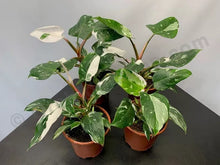 Load image into Gallery viewer, White Princess~Variegated Philodendron Small Rooted Starter Plant~EXTREMELY RARE
