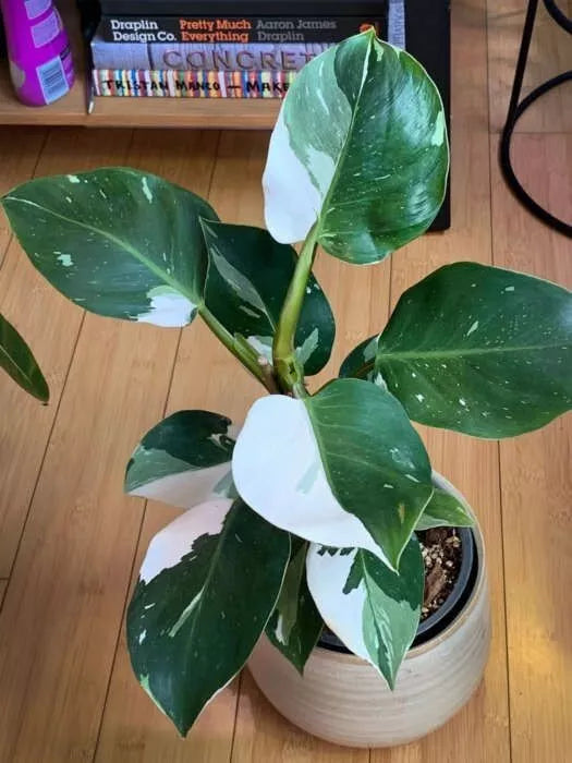 White Princess~Variegated Philodendron Small Rooted Starter Plant~EXTREMELY RARE