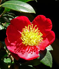 Load image into Gallery viewer, **YULETIDE**Camellia Japonica--Live STARTER Plant--BOLD RED WITH GOLD STAMENS!
