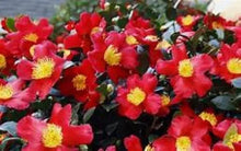 Load image into Gallery viewer, **YULETIDE**Camellia Japonica--Live STARTER Plant--BOLD RED WITH GOLD STAMENS!

