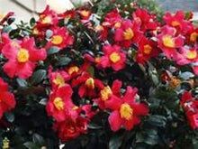 Load image into Gallery viewer, **YULETIDE**Camellia Japonica--Live STARTER Plant--BOLD RED WITH GOLD STAMENS!
