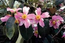Load image into Gallery viewer, YUME~~Unique Bloom**Camellia Japonica-Live Starter Plant
