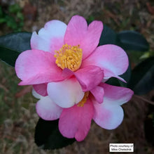 Load image into Gallery viewer, YUME~~Unique Bloom**Camellia Japonica-Live Starter Plant
