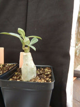 Load image into Gallery viewer, Lemon Ice Adenium Obesum Grafted Plant &quot;Desert Rose Plant~~Blooms open yellow &amp; age to Pink!
