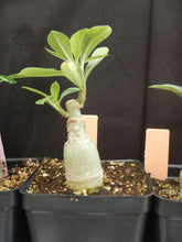 Load image into Gallery viewer, Adenium Obesum Grafted Plant &quot;WHITE BLAZE&quot; Desert Rose Plant *USA SELLER*
