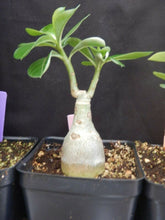 Load image into Gallery viewer, Lemon Ice Adenium Obesum Grafted Plant &quot;Desert Rose Plant~~Blooms open yellow &amp; age to Pink!
