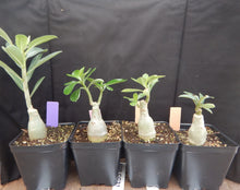 Load image into Gallery viewer, Adenium Obesum Grafted Plant &quot;CC-31&quot; Desert Rose Plant *USA Seller*
