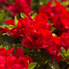 Load image into Gallery viewer, ~~ENCORE AUTUMN BONFIRE~~Azalea Deciduous Well Rooted Starter Plant~~BLOOD RED!
