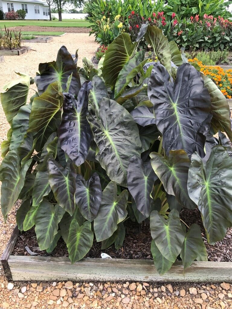 elephant ear live starter plant ALOHA**Elephant Ear**Colocasia Esculenta**Rooted Starter Plant* – Hope's Flower Garden