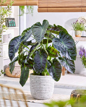 Load image into Gallery viewer, **ALOHA**Elephant Ear**Colocasia Esculenta**Rooted Starter Plant*
