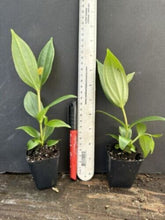 Load image into Gallery viewer, Florinilla &quot;AROSA&quot; Medinilla Plant~Live Well Rooted STARTER Plant~ VERY RARE
