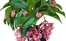 Load image into Gallery viewer, Florinilla &quot;AROSA&quot; Medinilla Plant~Live Well Rooted STARTER Plant~ VERY RARE
