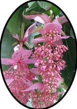 Load image into Gallery viewer, Florinilla &quot;AROSA&quot; Medinilla Plant~Live Well Rooted STARTER Plant~ VERY RARE
