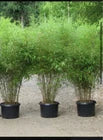 Load image into Gallery viewer, Rufa Bamboo-fargesia dracocephala-Rooted Plant-Non Invasive-Cold Hardy-18-24”
