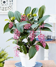 Load image into Gallery viewer, Florinilla &quot;BELLA&quot; Medinilla Plant~Live Well Rooted STARTER Plant~ VERY RARE
