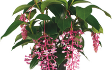 Load image into Gallery viewer, Florinilla &quot;BELLA&quot; Medinilla Plant~Live Well Rooted STARTER Plant~ VERY RARE
