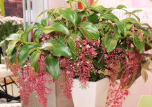 Load image into Gallery viewer, Florinilla &quot;BELLA&quot; Medinilla Plant~Live Well Rooted STARTER Plant~ VERY RARE
