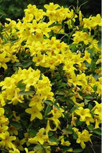 Load image into Gallery viewer, BIGNONIA &quot;YELLOW&quot; CROSSVINE*Rooted Starter Plant*USA SELLER*ATTRACTS BUTTERFLIES
