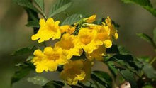 Load image into Gallery viewer, BIGNONIA &quot;YELLOW&quot; CROSSVINE*Rooted Starter Plant*USA SELLER*ATTRACTS BUTTERFLIES
