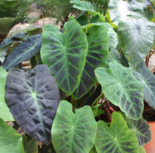 Load image into Gallery viewer, **BLACK BEAUTY** Elephant Ear Colocasia Antiquorum Live Starter Plant*USA Seller
