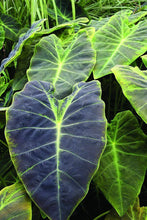 Load image into Gallery viewer, **BLACK BEAUTY** Elephant Ear Colocasia Antiquorum Live Starter Plant*USA Seller
