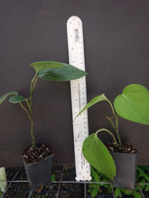 Load image into Gallery viewer, ~~BLACK PEPPER~~Piper nigrum~~Live STARTER Plant
