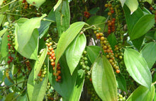 Load image into Gallery viewer, ~~BLACK PEPPER~~Piper nigrum~~Live STARTER Plant
